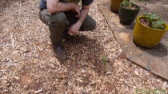 Spring Garden Update: Goji plants