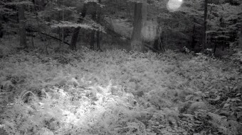 Fern meadow in forest - Infrared Photography
