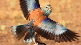 European roller - a bit like a parrot, a bit like an eagle