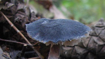 Mushrooms occurring in Europe - Entoloma nitidum
