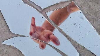 Writer's Block: Pernicious Reflections