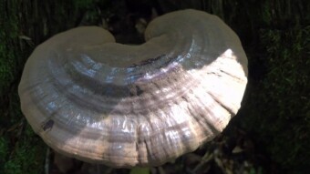 It does not look like a Ganoderma, but when we pour water on it? Ganoderma carnosum