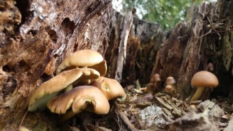 Mushrooms from a different perspective - hidden, flaunting, calm, dignified