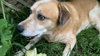 My veggie loving dog Zach