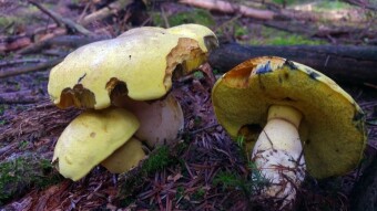Daffodil boletus - (Sutorius junquilleus) very rare boletus