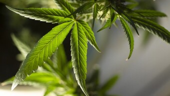 FTX Ahead of Its Competition With Tokenized Weed Stocks