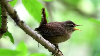 Wren - My house is my castle!