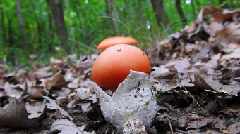 Are toadstools edible? Caesar's mushroom (Amanita caesarea) - the favorite mushroom of the Roman Emperor