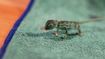 Baby Veiled Chameleon in mid bite - Chamaeleo calyptratus