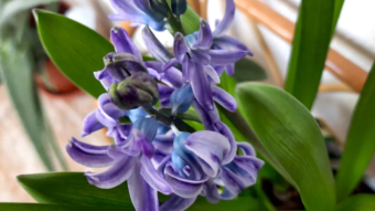 Spring smells like Hyacinths