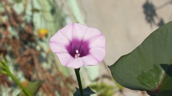 Kalme flower.