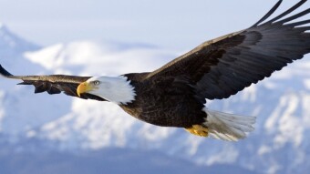 Sweet Land of Liberty