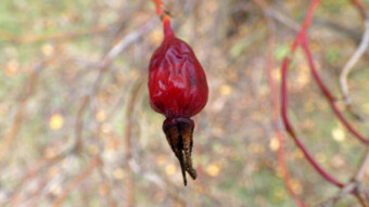 Do these threads make sense? Wild rose - a gigantic dose of vitamin C
