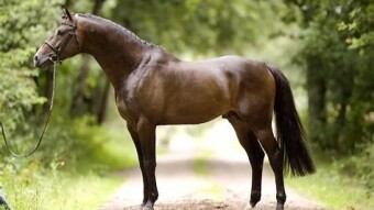 The English Thoroughbred
