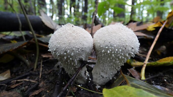 Fascinating mushroom shapes - Lycoperdon perlatum