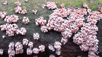 Winter arboreal mushrooms - Phaesolenia densa (Frosty poplar)