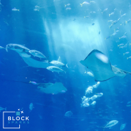 A Fishy Tale, of Insider Economies and a bit of Bitcoin’s History