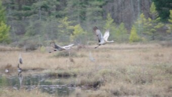 Weekend Nature Walk: Sandhill Cranes on the Lake