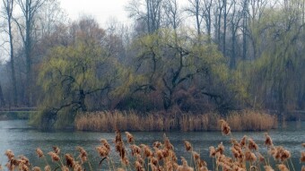 The slight cooling did not prevent a pleasant walk - My Actifit Report Card: February 28 2024