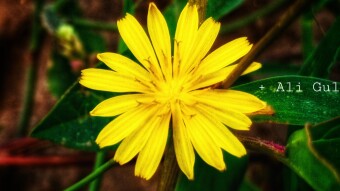 Nature is God gifted