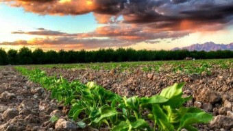 The Mind Is Like A Fertile Garden