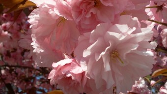 Current blossom in my garden