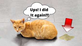 A Few Very Good, Free Advice, On How To Stop Your Cat From Peeing Outside Of The Litter Box!