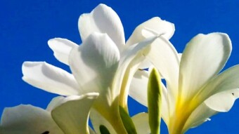 Flower Photography.