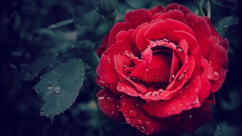 Byte Fiction: Sweet as a Rose