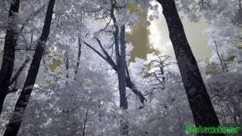 Infrared Photography - Tree canopies at the lookout