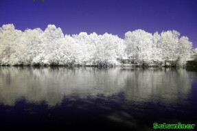 Ultraviolet and Infrared Photography - Trees across the reflective water
