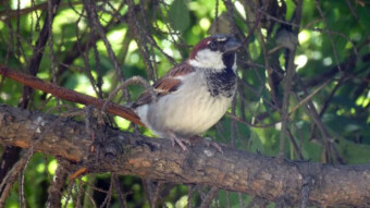 Only sparrows remained on my favorite bench