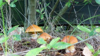 Suillus luteus harvest in the middle of the week - so many butterflies have not been harvested in such a short time