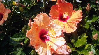 Beautiful Hebiscus flowers / Hermosas flores de Hebiscos