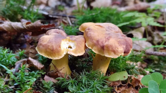 Amethyst chanterelle - a rare edible mushroom in Europe