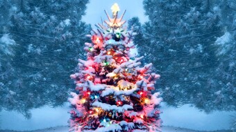 Christmas Badgers