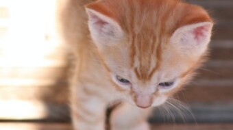 Intelligent Kitties! The New Generation , LoLs!