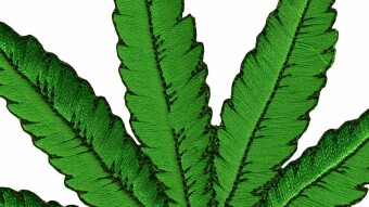 A look at kratom its chemistry and history