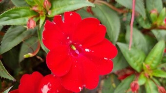 Guinea Impatiens flower photography.