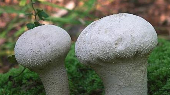 Mushrooms occurring in Europe - Ramaria botrytis