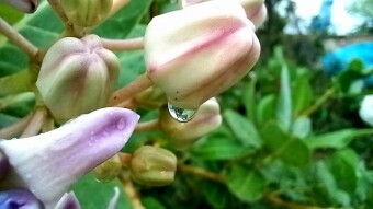 WATER DROPS