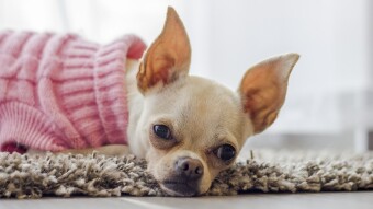 Addiction's Best Friend is Accessibility