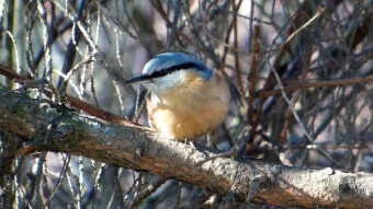 Winter is coming, and so is the time of the nuthatches