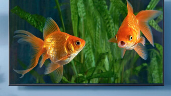 Fish Don't Lie!