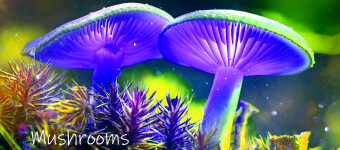 Mushrooms occurring in Europe - Leucoagaricus leucothites