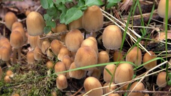 Shiny cap as long as light is edible, but is it worth collecting?