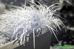 Ultraviolet and Infrared Photography - Early spring plants