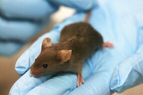 The Reality of Animal Research