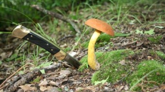 Magnificent Mushrooms - Summer Mushrooms in the Forest