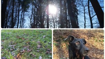 Lovely Saturday Morning Walk With Puma